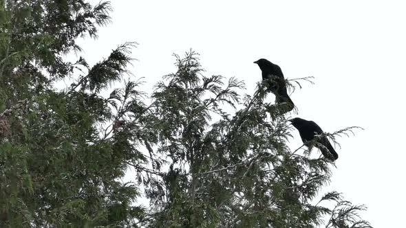 Two Black Ravens On Tree In Snowing