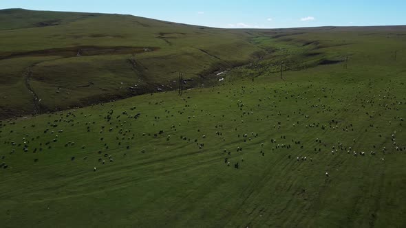 A Herd of Sheep Runs Across a Green Field in the Countryside