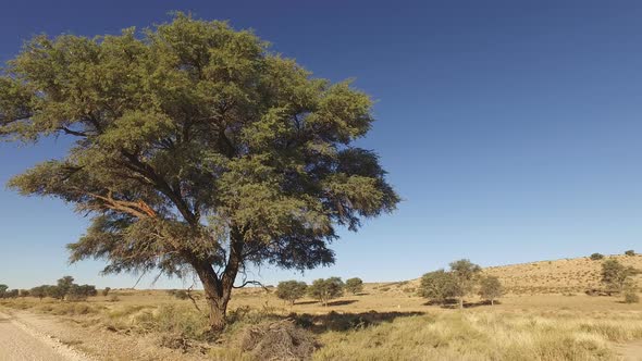 Kalahari Desert Landscape With Tree