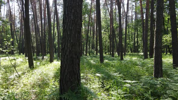 Beautiful Green Forest on a Summer Day Slow Motion