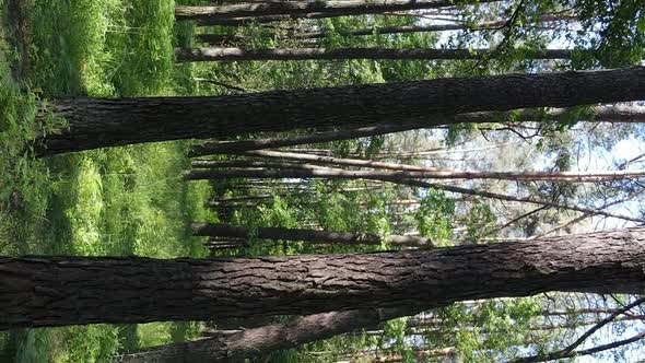 Vertical Video of Forest Landscape in Summer Slow Motion