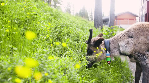 Side closeup of reindeer eating green grass from small hill in Lapland