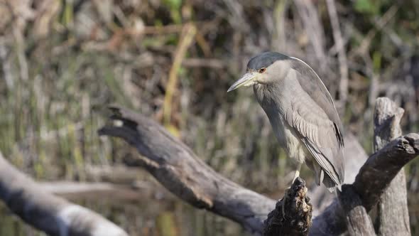 Black-crowned Night Heron Hunter perched on wooden trunk and observing river area,close up