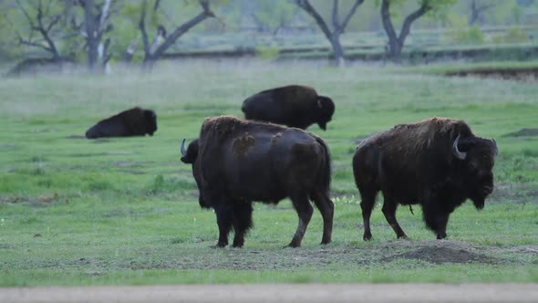 Two American Bison - Badlands National Park