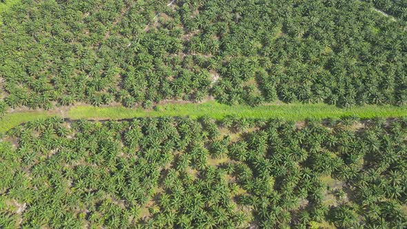 Aerial View of The Palm Oil Estates