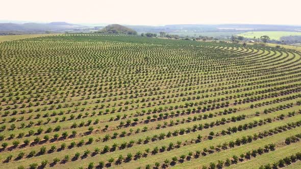 Rising aerial wide shot of orange plantation in Brotas, Sao Paulo