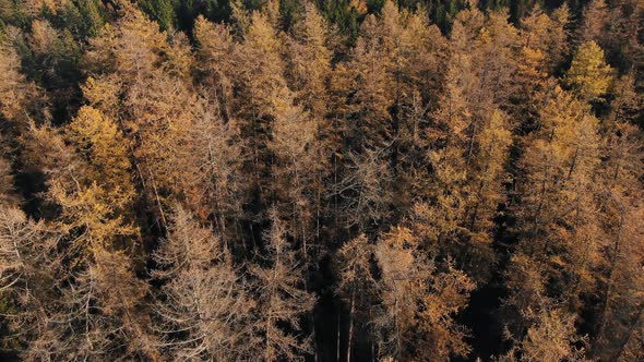 Amazing Trees with Yellow and Orange Foliage in Old Forest