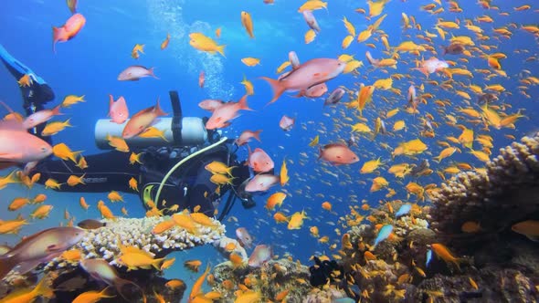 Marine Life Coral Garden and Diver