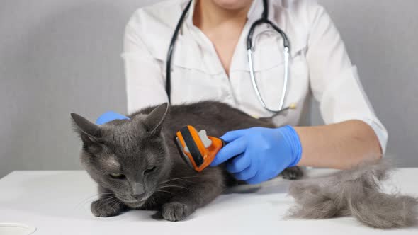 Woman Veterinarian in Gloves Combing a Gray Cat with a Brush