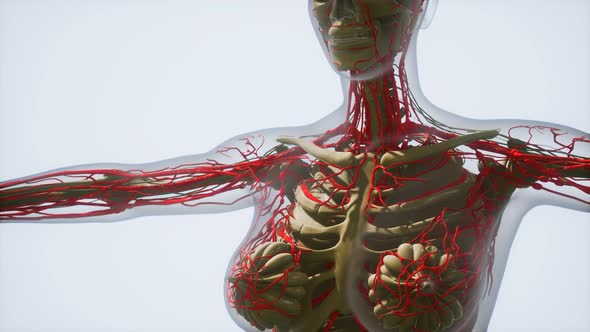 Science Anatomy of Human Blood Vessels alt