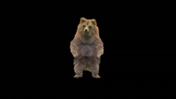 165 Bear Dancing HD