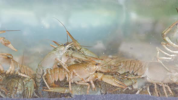 Live Crayfish in the Aquarium