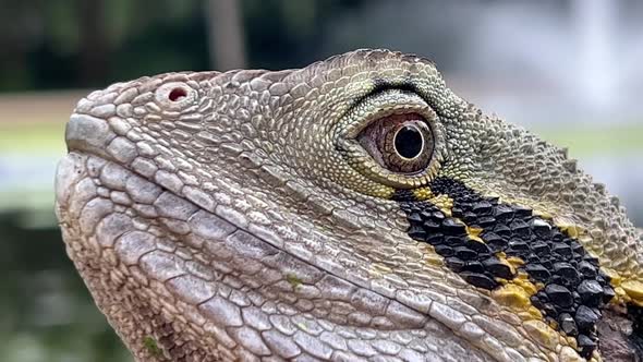 Close up shot capturing the details of a wild australian water dragon, intellagama lesueurii at Bris