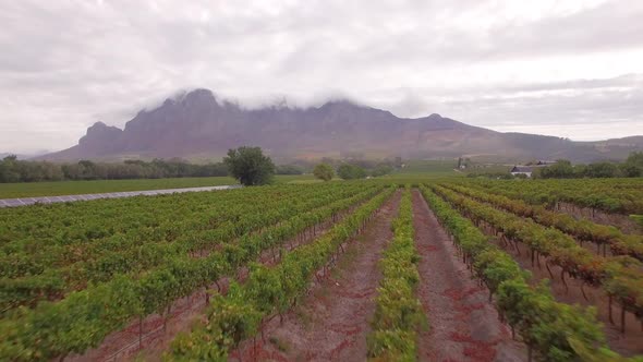 Aerial travel drone view of solar panels and grape vineyard farms in South Africa.