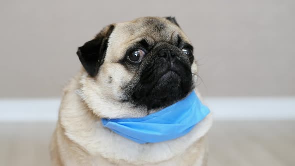 Pug Dog in a Protective Mask on Quarantine