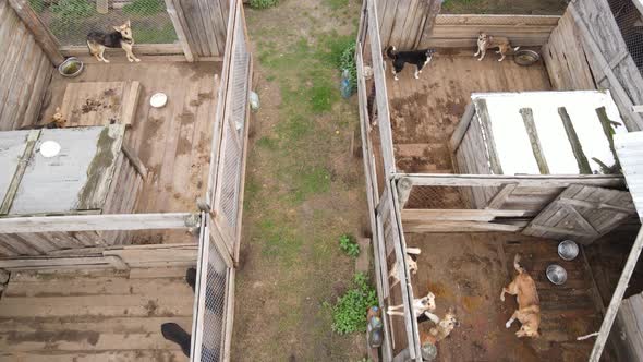 Aerial View of a Shelter for Stray Dogs.