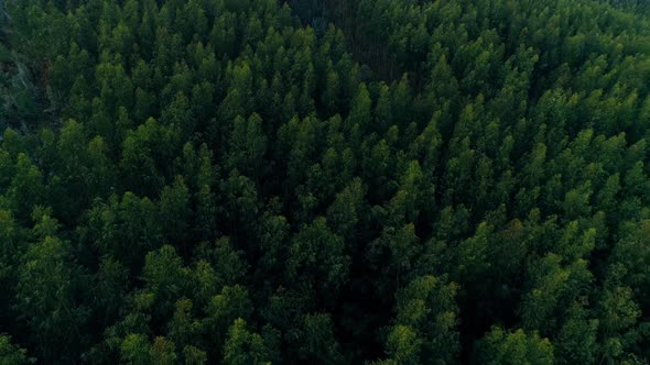 Pine Forest Trees