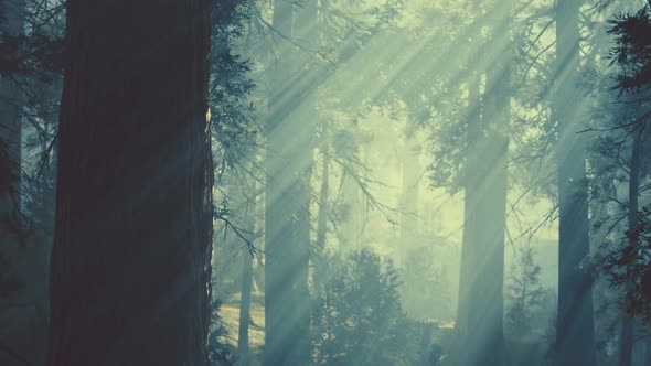 Black Tree Trunk in a Dark Pine Tree Forest