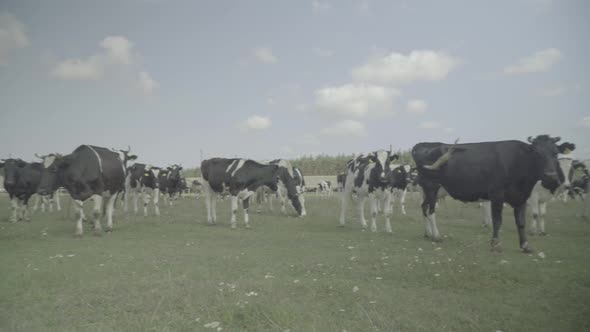 Cow. Cows in a Pasture on a Farm.