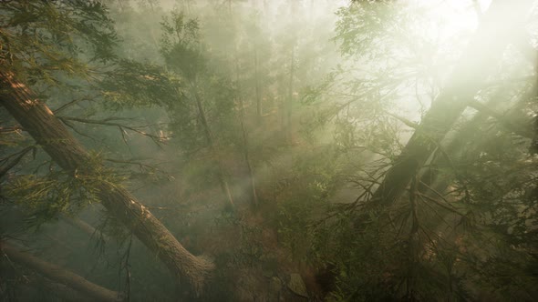 Drone Breaking Through the Fog To Show Redwood and Pine Tree