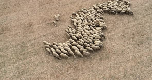 Drone overhead view of sheep herd moving. Top down view of sheep herd feeding on field