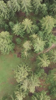 Aerial View of Trees in the Forest