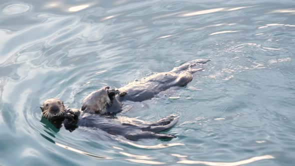 Wild Sea Otter Marine Animal Swimming in Ocean Water California Coast Wildlife