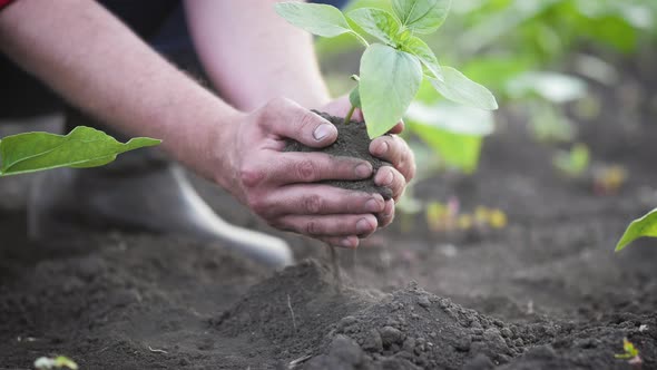 Senior Man Holding Young Tree in Hands