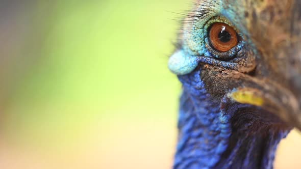 Close Up of Southern Cassowary, the Largest Flightless Bird.