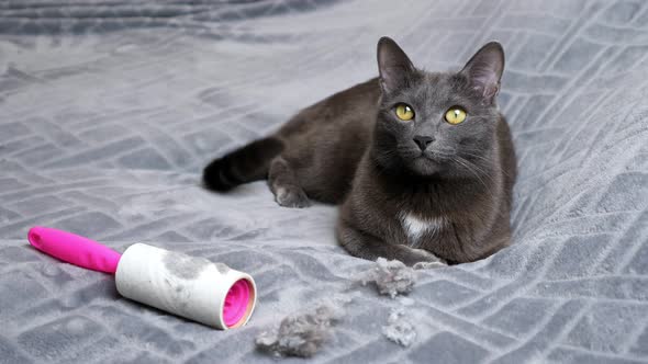 Cat Lies Near Hair Crumples and Dirty Lint Removal Roller