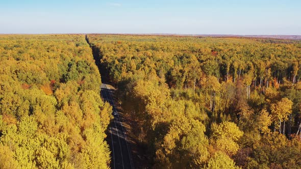 Road Through Autumn Forest in Countryside