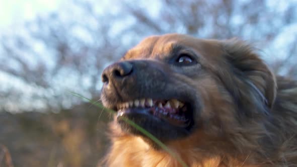 Portrait of Guilty Feeling Dog Rest in Grassy Meadow in Evening Natural Light