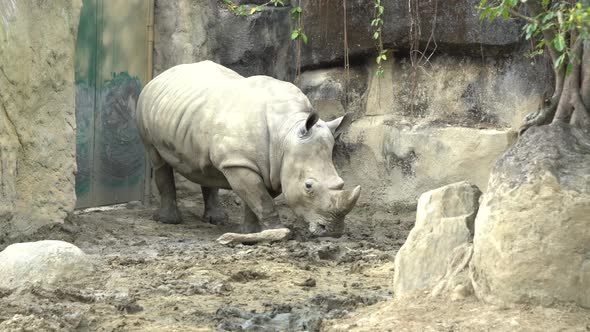White Rhino Rhinoceros living in the zoo wildlife sanctuary.