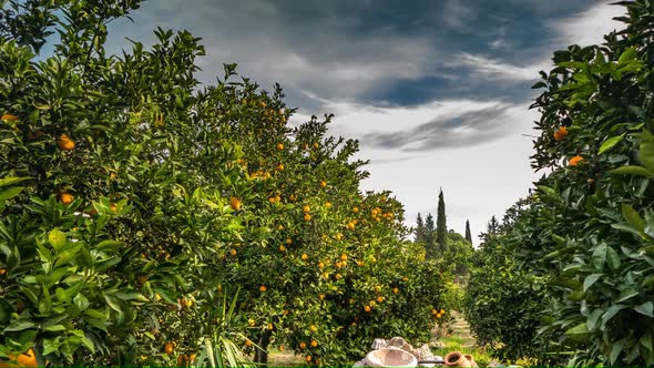 Stone Wall With Fount in Orange Garden