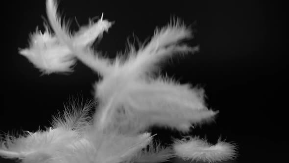 Slow motion close-up of white fluffy turkey feathers flying and falling on black background