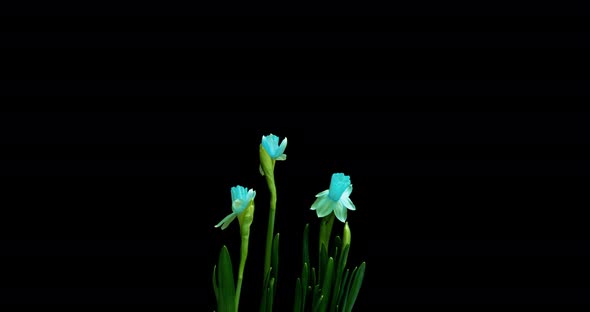 Time Lapse of Growth and Flowering of Blue Daffodils on a Black Background, Video. Beautiful Unusual