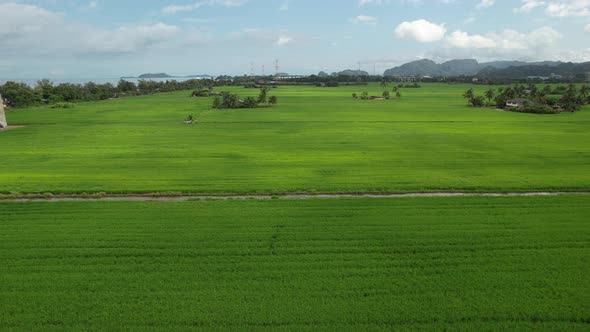 The Paddy Rice Fields of Kedah and Perlis, Malaysia