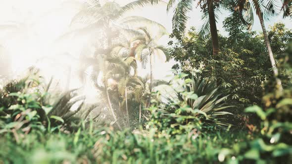 Tropical Garden with Palm Trees in Sun Rays