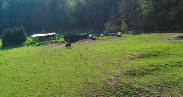 Aerial of cows grazing on a grass field on a sunny day. Forest behind the cows.