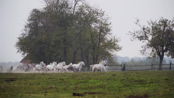 Wide shot of Lipizzaner horses running through the field in the morning