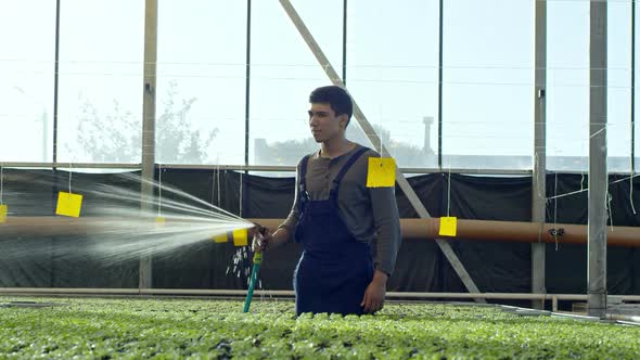 Man Watering Seedlings in Greenhouse