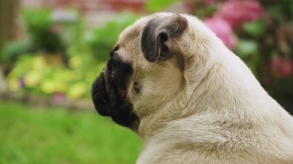 Young Pug looking around outside with flowers in background. Sideways close up shot.