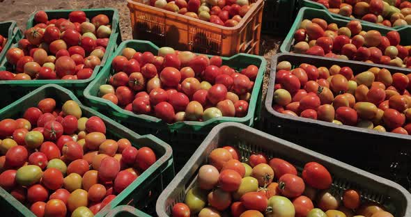 Freshly picked Tomatoes - 4K