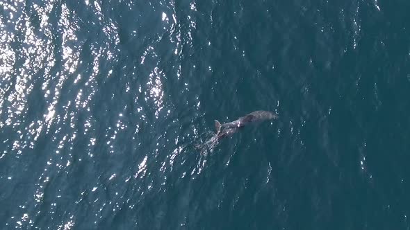 Dolphins Swimming in the Sea