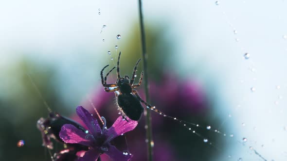 A spider next to a web on which it rains