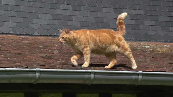 751124 Red Tabby Domestic Cat walking on Roof, Normandy, Real Time