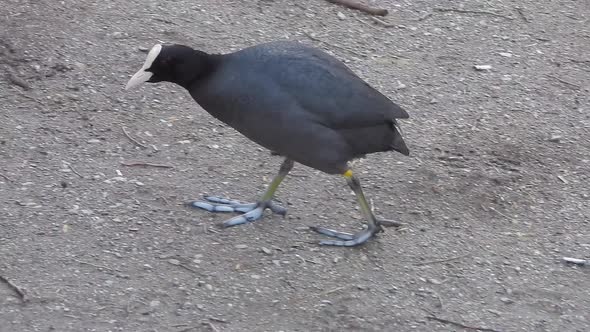 Big-footed Black Eurasian Coot Waterfowl Walking on Land