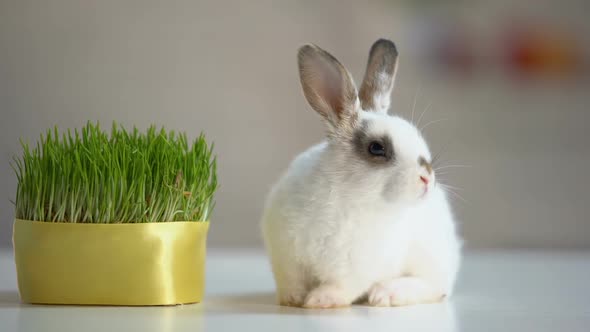 Adorable Fluffy Bunny Sitting on Table Near Green Plant, Herbal Pet Nutrition