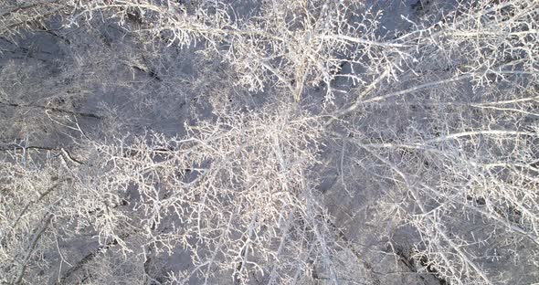 Deciduous forest in winter