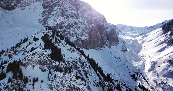 High Snowy Mountains Spruce Trees Grow in Places